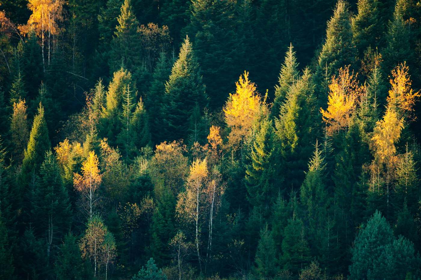 Golden autumn birches catching late sun through a dark pine forest
