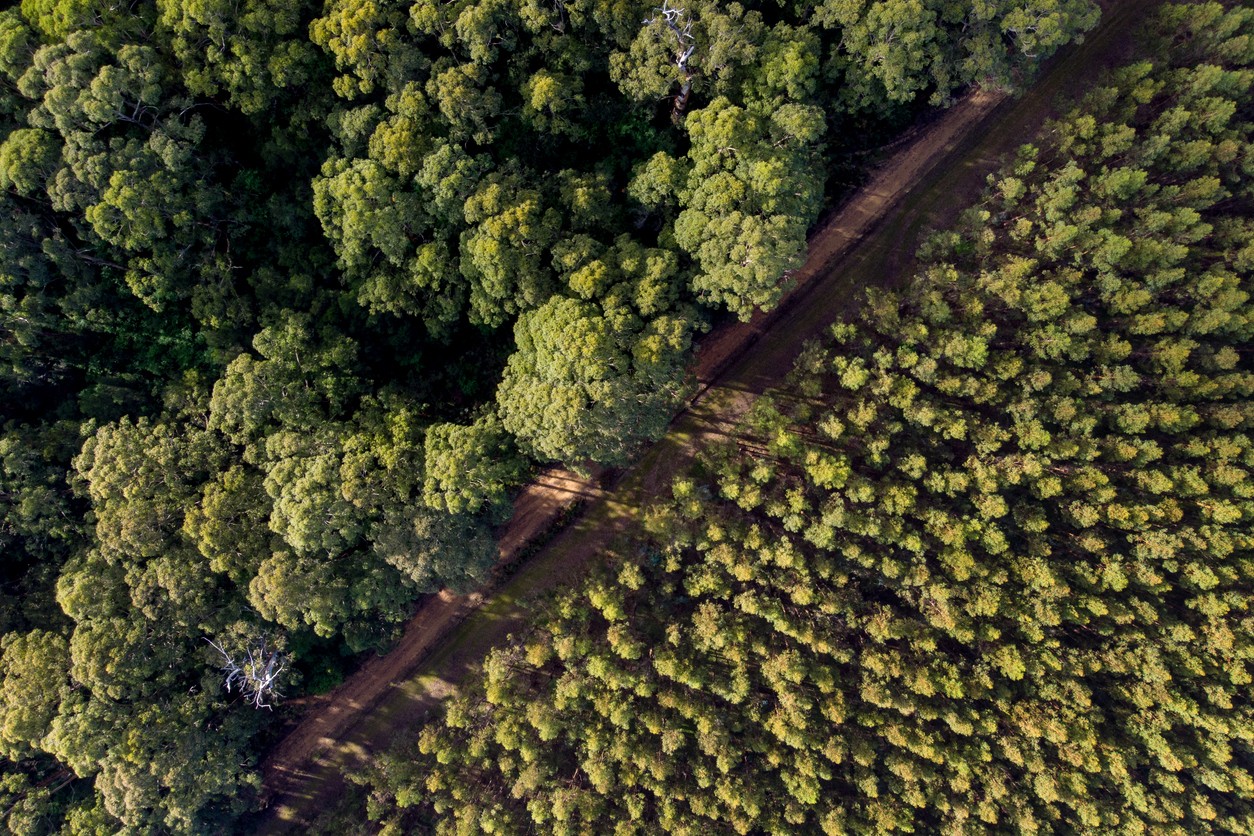 Aerial view of an access track dividing native forest and plantation